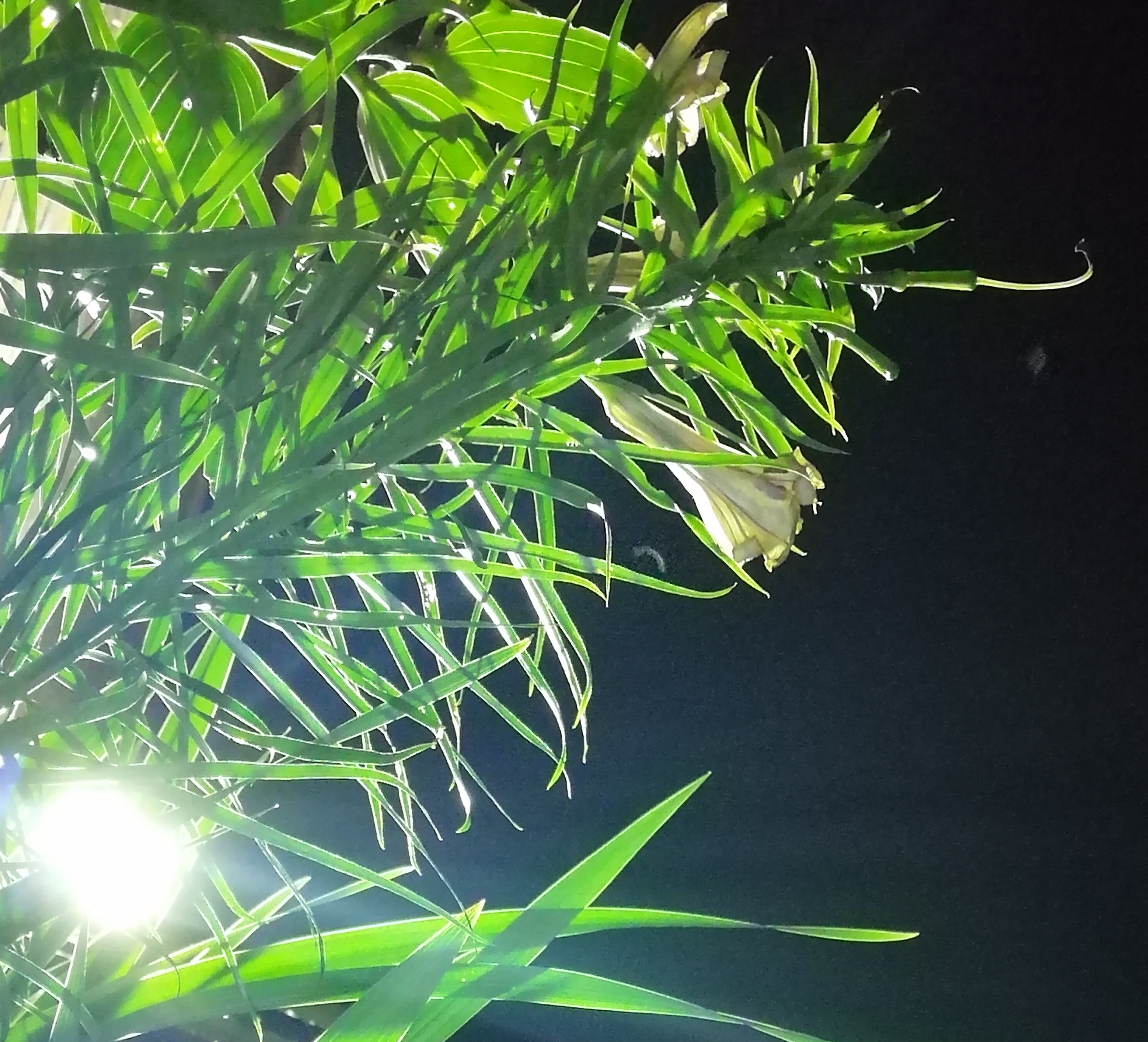 nightgarden3